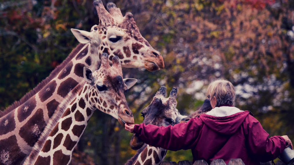 Zoo Science Zoo Keeper - featured image