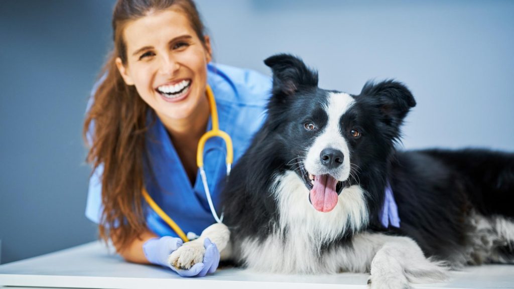 Online Associates in Veterinary Technician