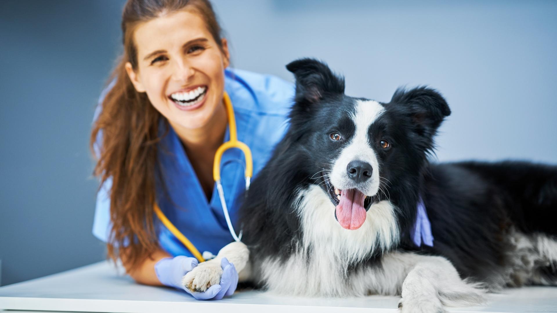 Online Associates in Veterinary Technician - featured image