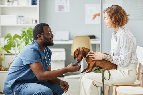 Associate in Veterinary Technician Common Career Paths